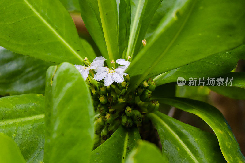 安斯塔卡马卡海滩的热带植物。马埃岛西部。塞舌尔