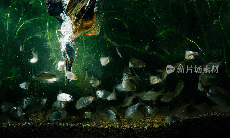 普通翠鸟在水下捕鱼的照片。