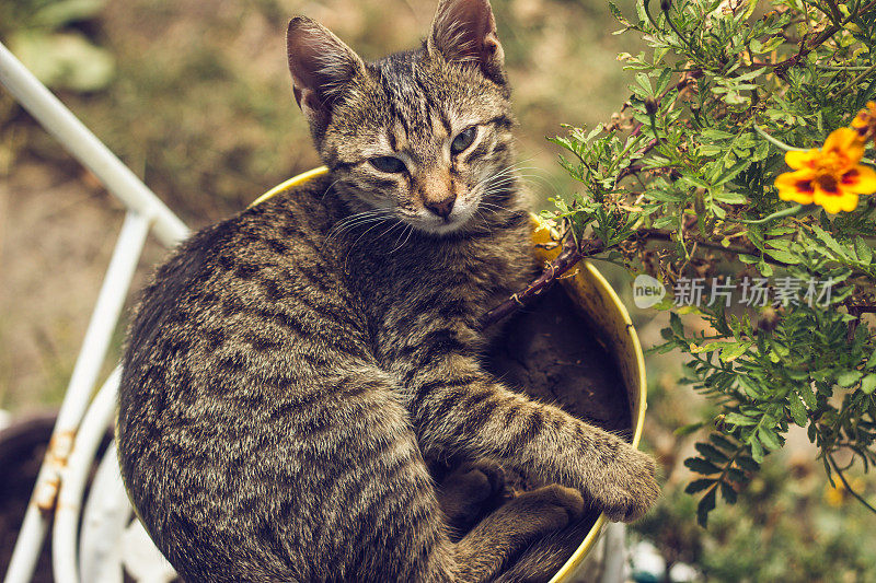 小猫躲在花园里的花后面