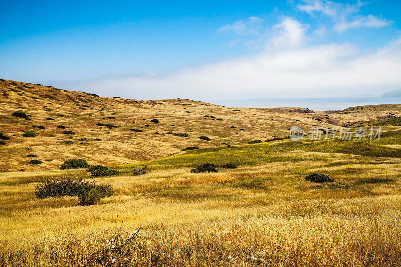 开放滚动的田野干燥的金色草，圣克鲁斯岛，加利福尼亚