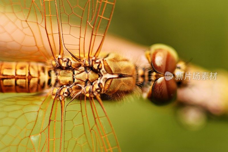 近蜻蜓头，复眼和透明的翅膀从鸟瞰图。