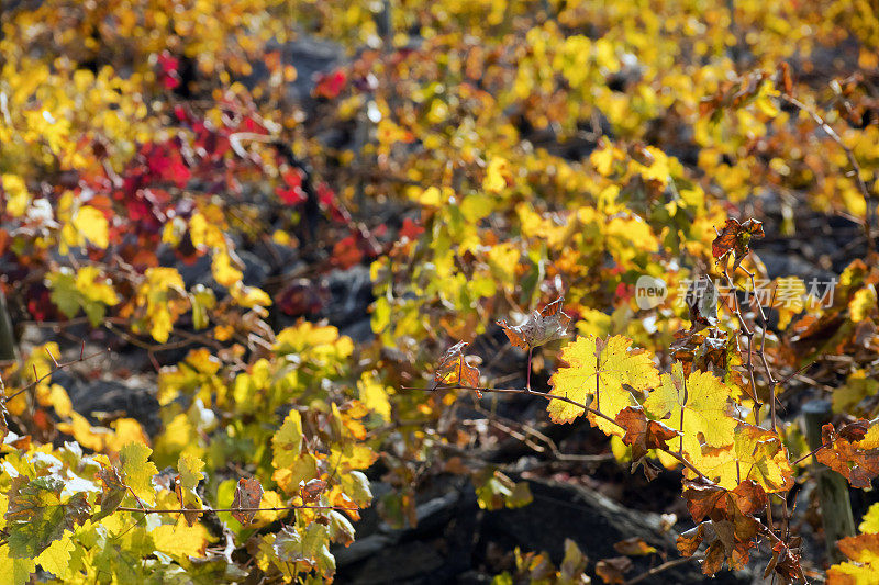 西班牙加利西亚的里贝拉萨克拉，秋天五彩缤纷的葡萄园，葡萄叶。