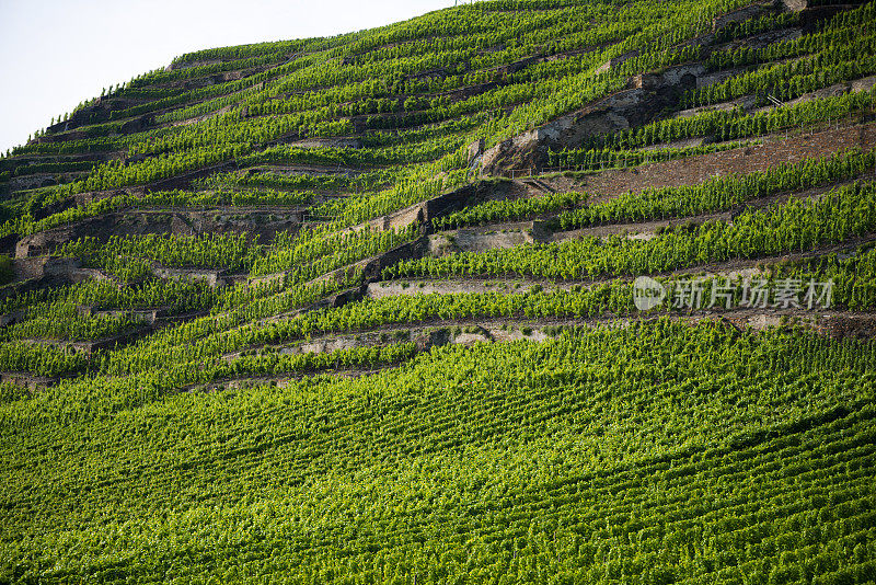 摩泽尔(Mosel)，一个非常好的德国葡萄酒产区，在夏季傍晚的光线下，一个葡萄酒露台。