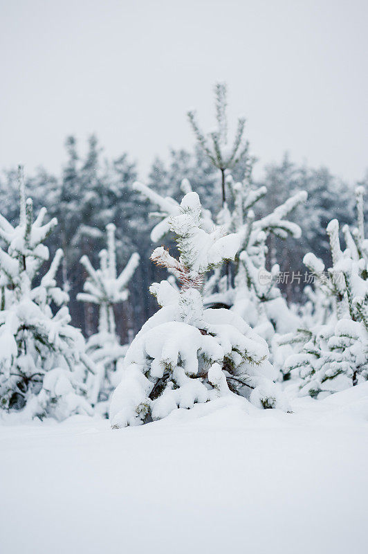 奇妙的冬日森林里白雪覆盖的大树户外拍摄