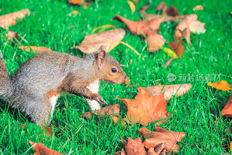 一只松鼠在伦敦摄政公园的绿草地上寻找食物