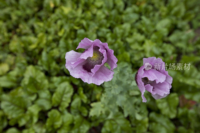 紫色的罂粟花