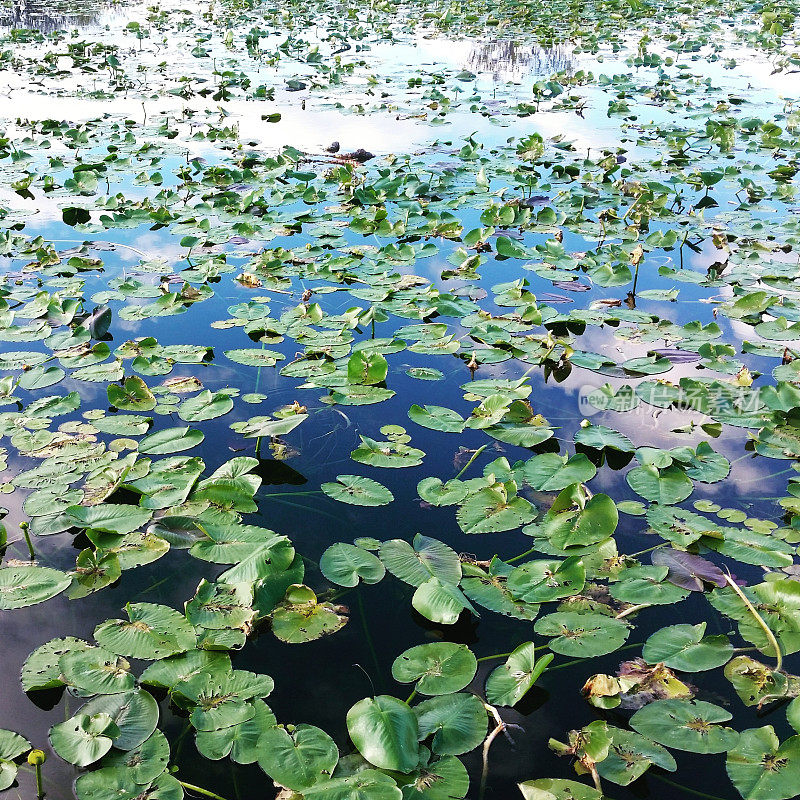 佛罗里达大沼泽地国家公园水景观与睡莲
