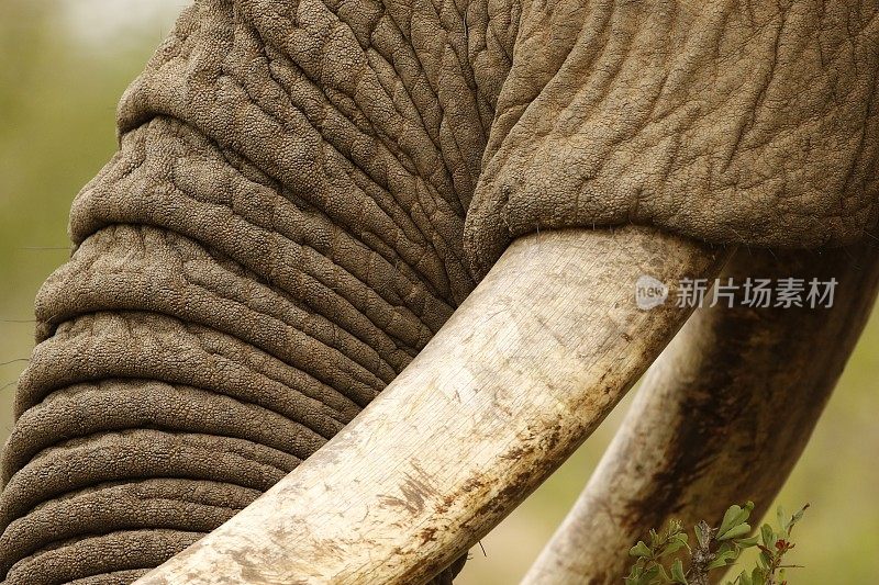 象牙象鼻子皮肤纹理野生动物非洲自然野生动物