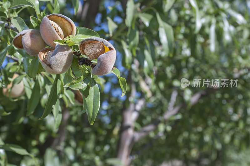 加利福尼亚中部果园里成熟的杏仁特写