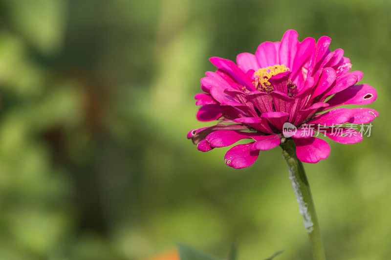 粉色zinnia花