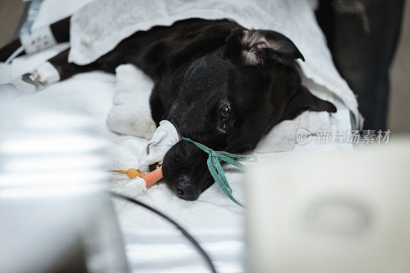 黑色狗的放置导管从口腔延伸到气管(气管插管)与头静脉静脉插管。