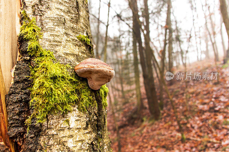 秋季森林中桦树树干上的野生蘑菇。