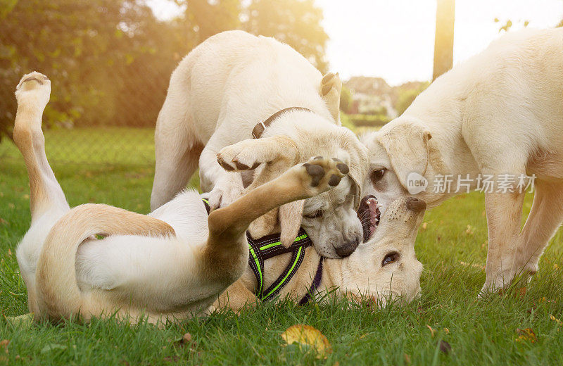 三只小狗在阳光明媚的草地上玩耍