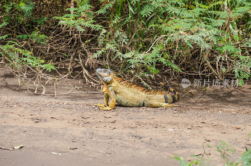 哥斯达黎加托图盖罗国家公园的绿色鬣蜥