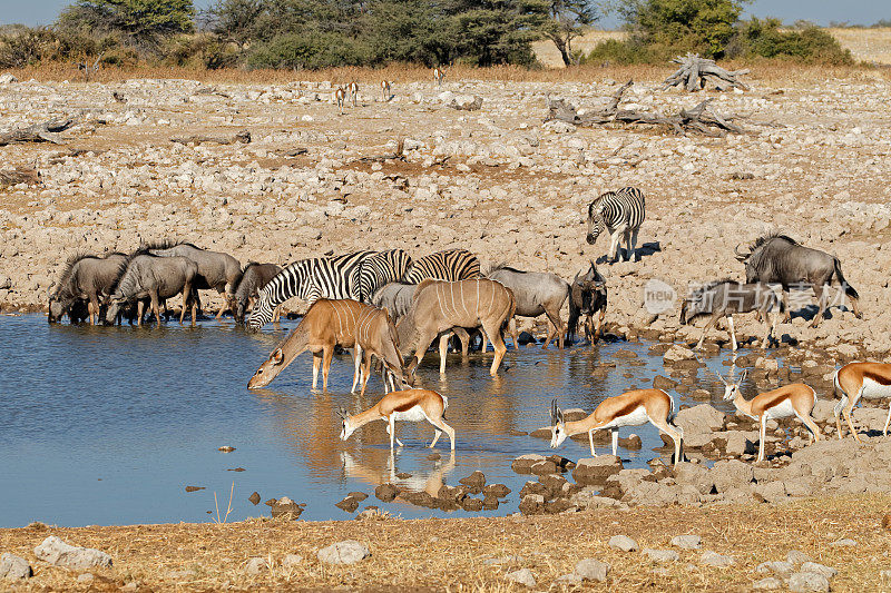 非洲野生动物-埃托沙国家公园