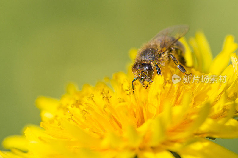 蜜蜂在蒲公英上