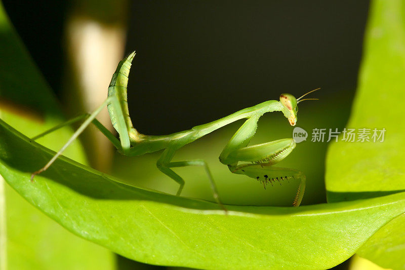 难以捉摸的螳螂(宏观)