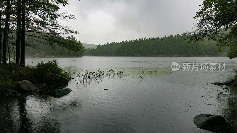 雨睡莲垫，雾，鹤池，阿迪朗达克山，纽约