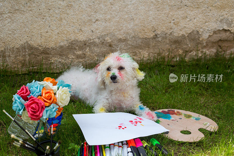 创造性的狗画与它的爪子在一张大纸上从一个彩色调色板