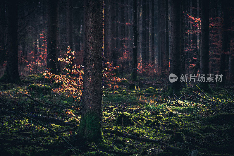 深秋时节，德国南部一片昏暗、雾蒙蒙的森林。背景,说明概念
