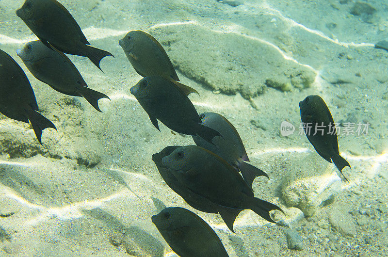 一群珊瑚鱼黑刺棘鱼