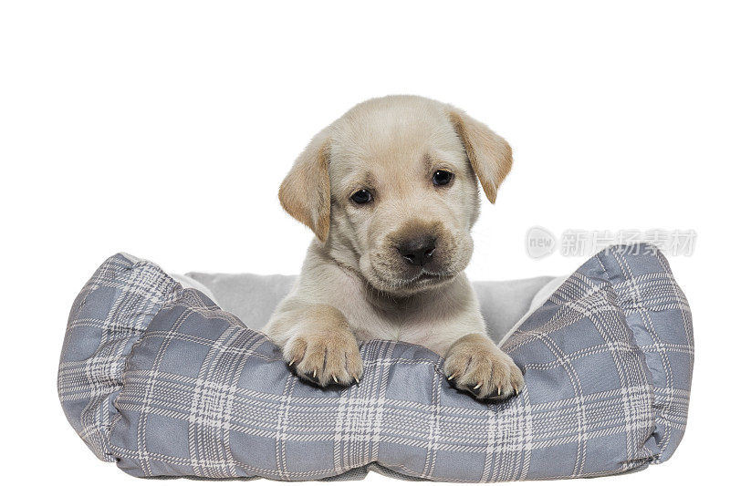 一只好奇的黄色拉布拉多小狗歪着头躺在狗床上——5周大
