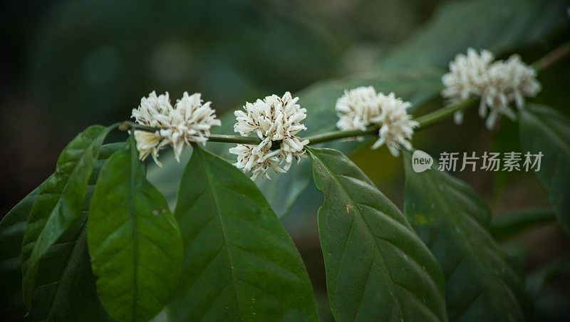 树上盛开的一束咖啡花