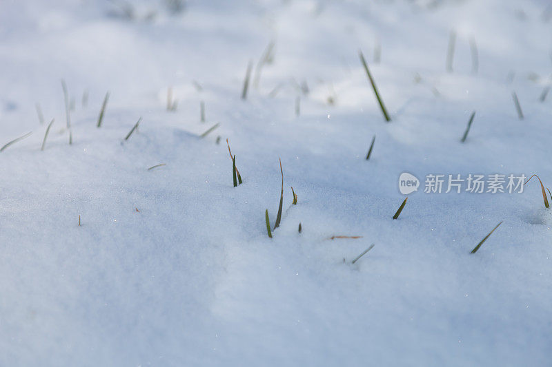 草叶从雪中冒出来