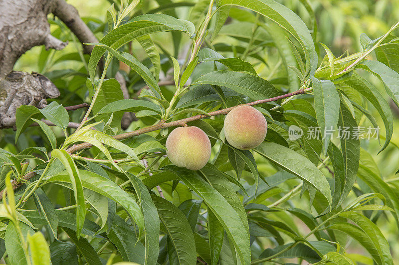 加利福尼亚中部果园里成熟的桃子的特写