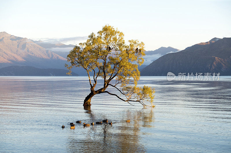 新西兰黎明时分的瓦纳卡树
