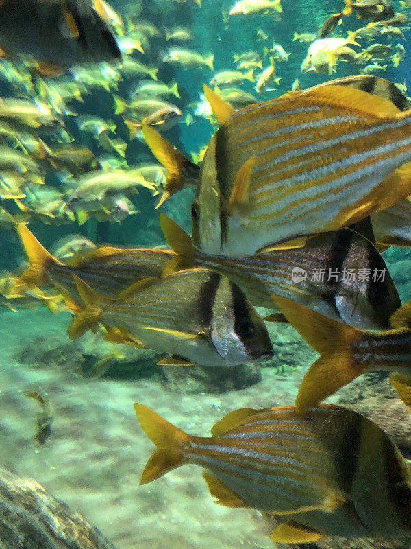 水族馆里的杰克鱼