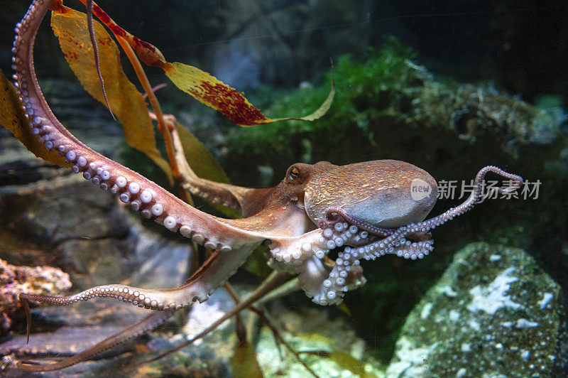 章鱼(八爪章鱼)，一种软体八爪软体动物，与乌贼、墨鱼和鹦鹉螺同属头足纲