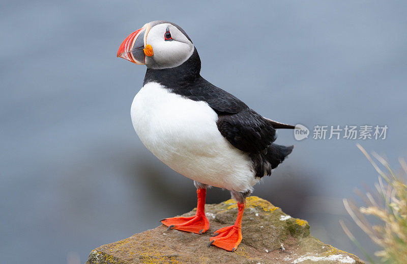 大西洋海雀