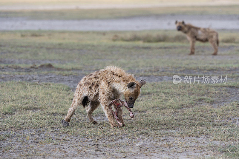 非洲有骨头的鬣狗