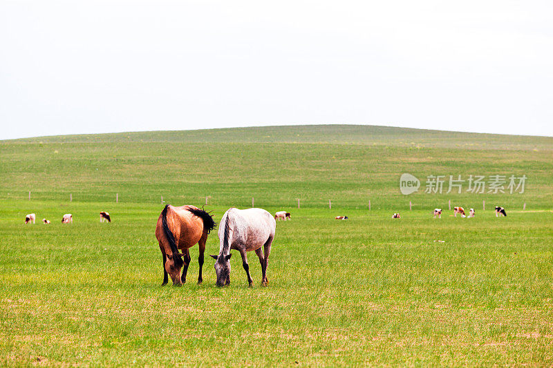马在广阔的草原上