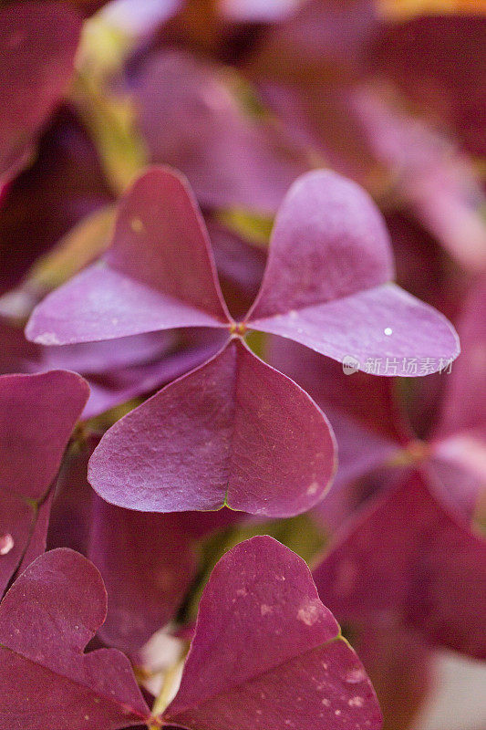 紫色酢浆草Triangularis