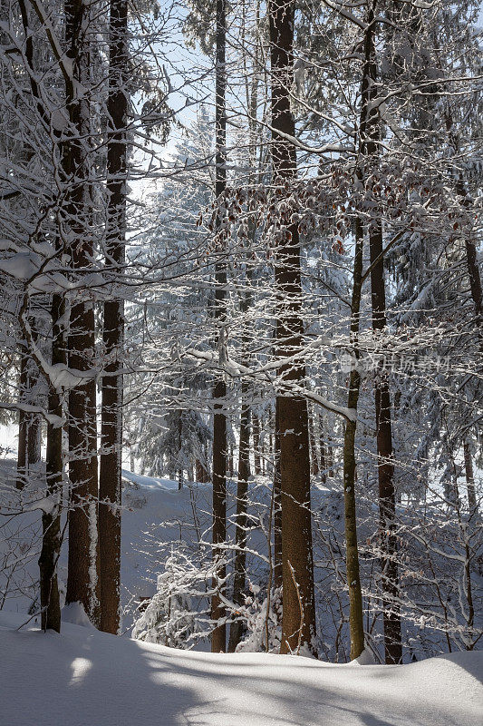 美丽的阳光在雪云杉和山毛榉森林，瑞士中部