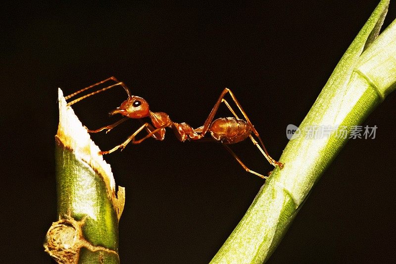 蚂蚁穿越到另一个分支。