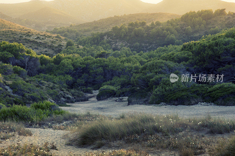 沙丘的神奇时光。森林覆盖的小山