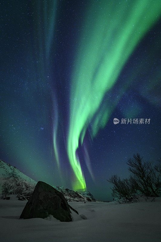 挪威罗浮敦群岛的北极光或北极光。冬季白雪皑皑，星空下的北极光