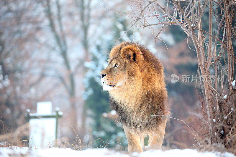 华沙动物园的狮子