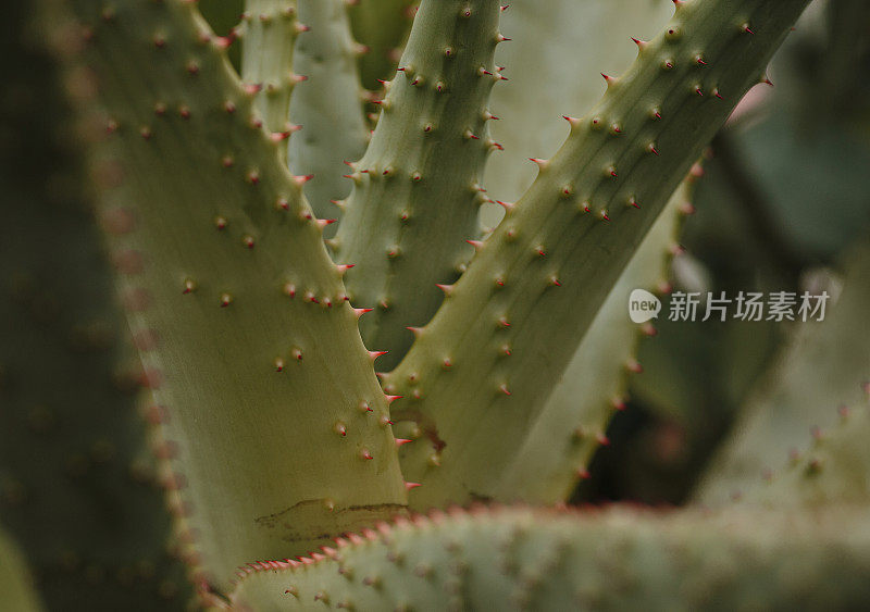 多肉芦荟植物近距离