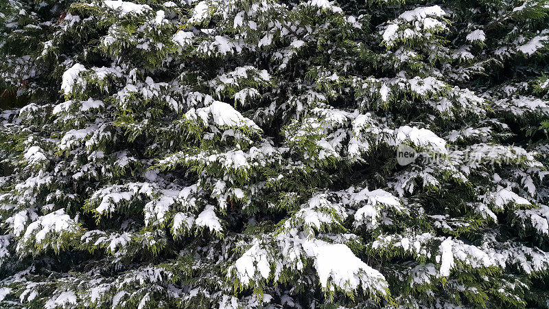 松树枝上的雪