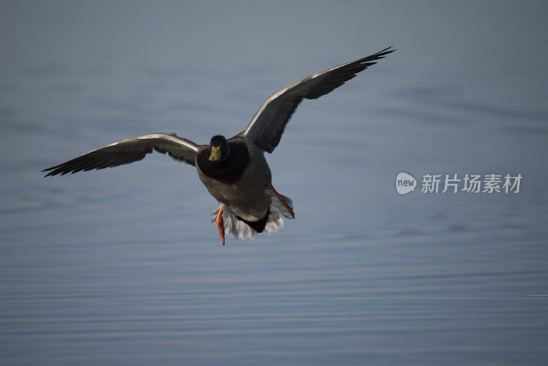 野鸭