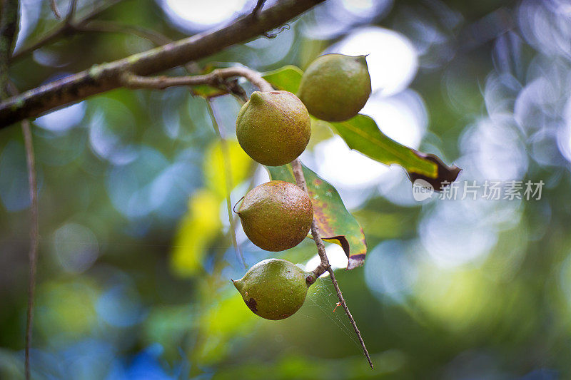 夏威夷一棵澳洲坚果树上的坚果