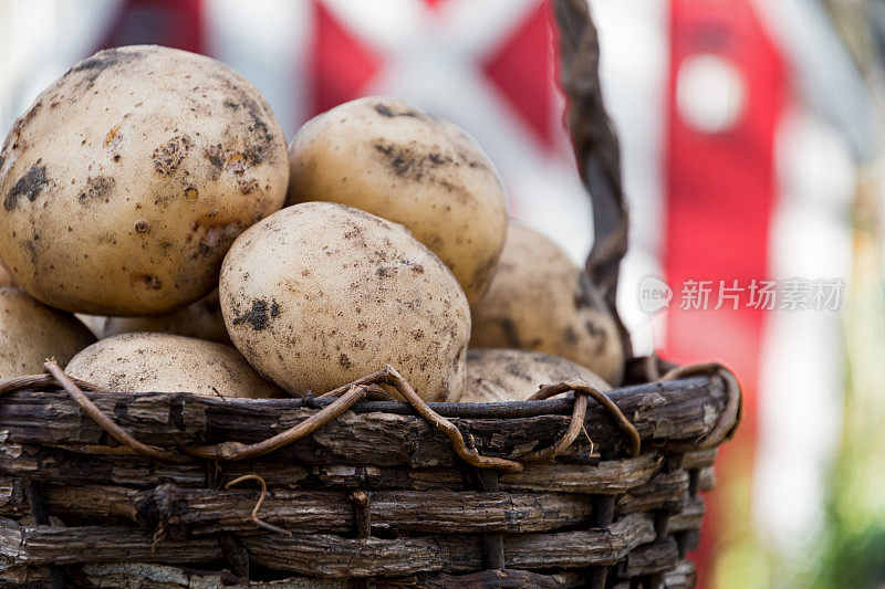 一篮子自家种植的新鲜土豆