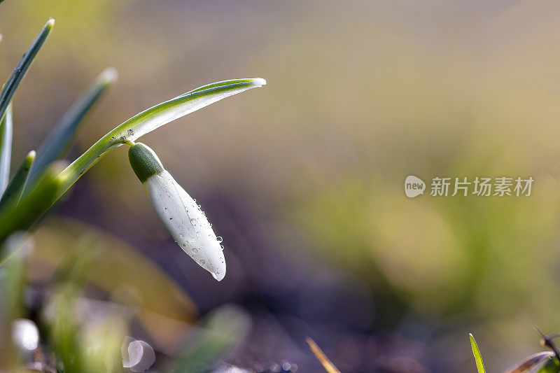 雪花莲