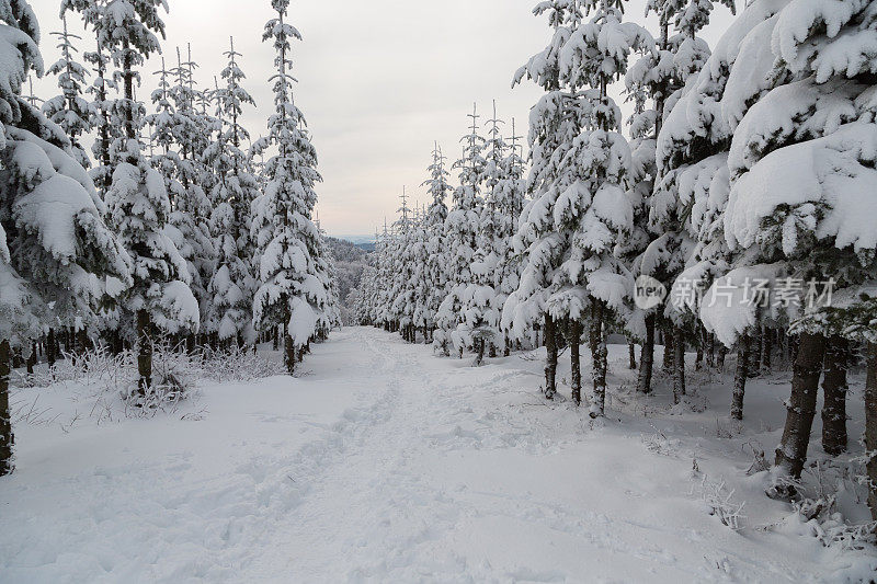 德国温特堡附近的雪树