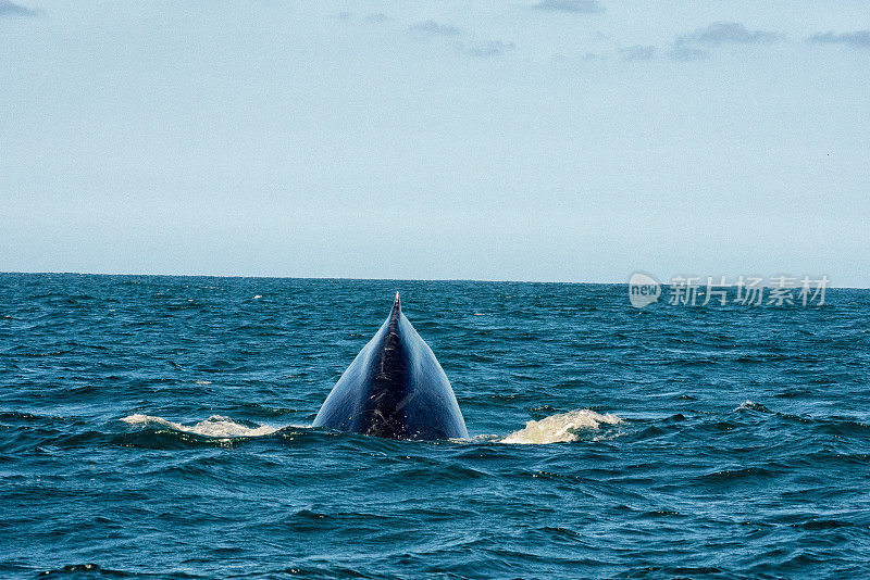 在班德拉斯湾，一只大型座头鲸浮出水面，露出背鳍