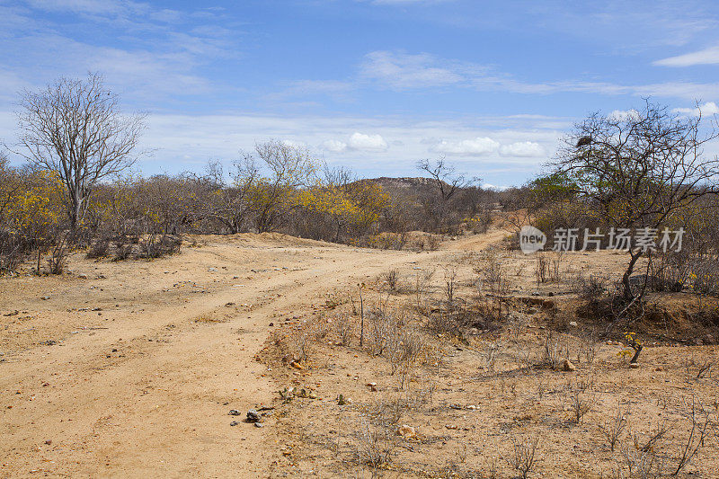 巴西东北部卡廷加农场的土路